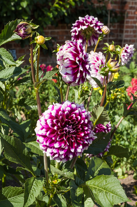 Clumber 2013 (08)